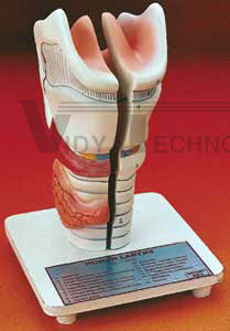 Larynx Model